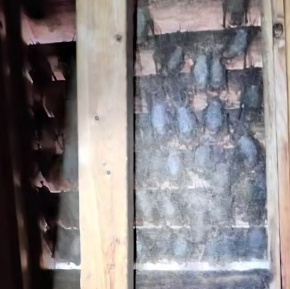B&B Bat Removal wildlife work photo