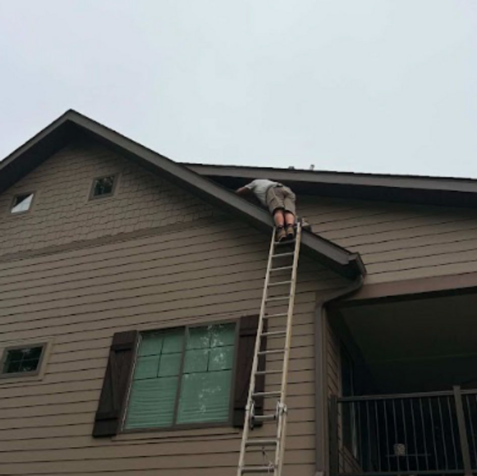 B&B Bat Removal wildlife work photo