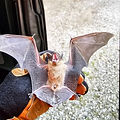 Humane bat removal experts at work protecting a home