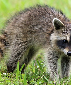 Wildlife Control