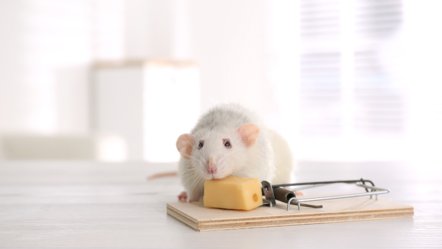 Small animal caught near a live trap