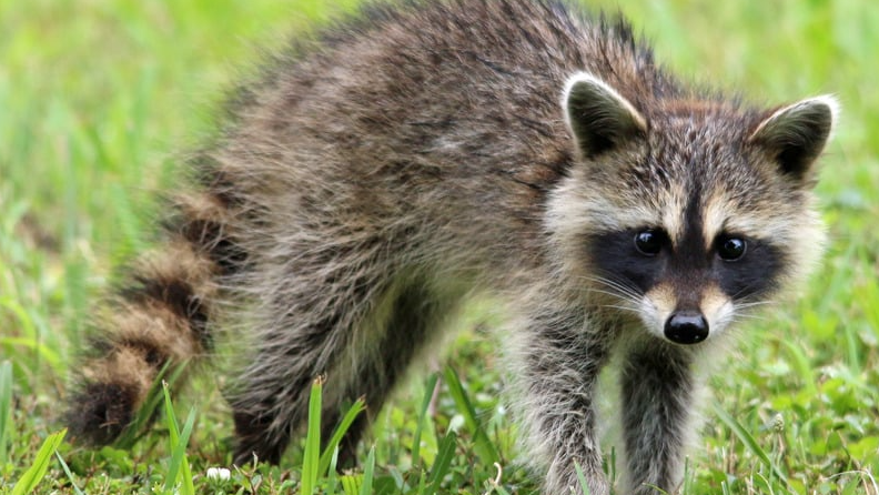 Wildlife control services