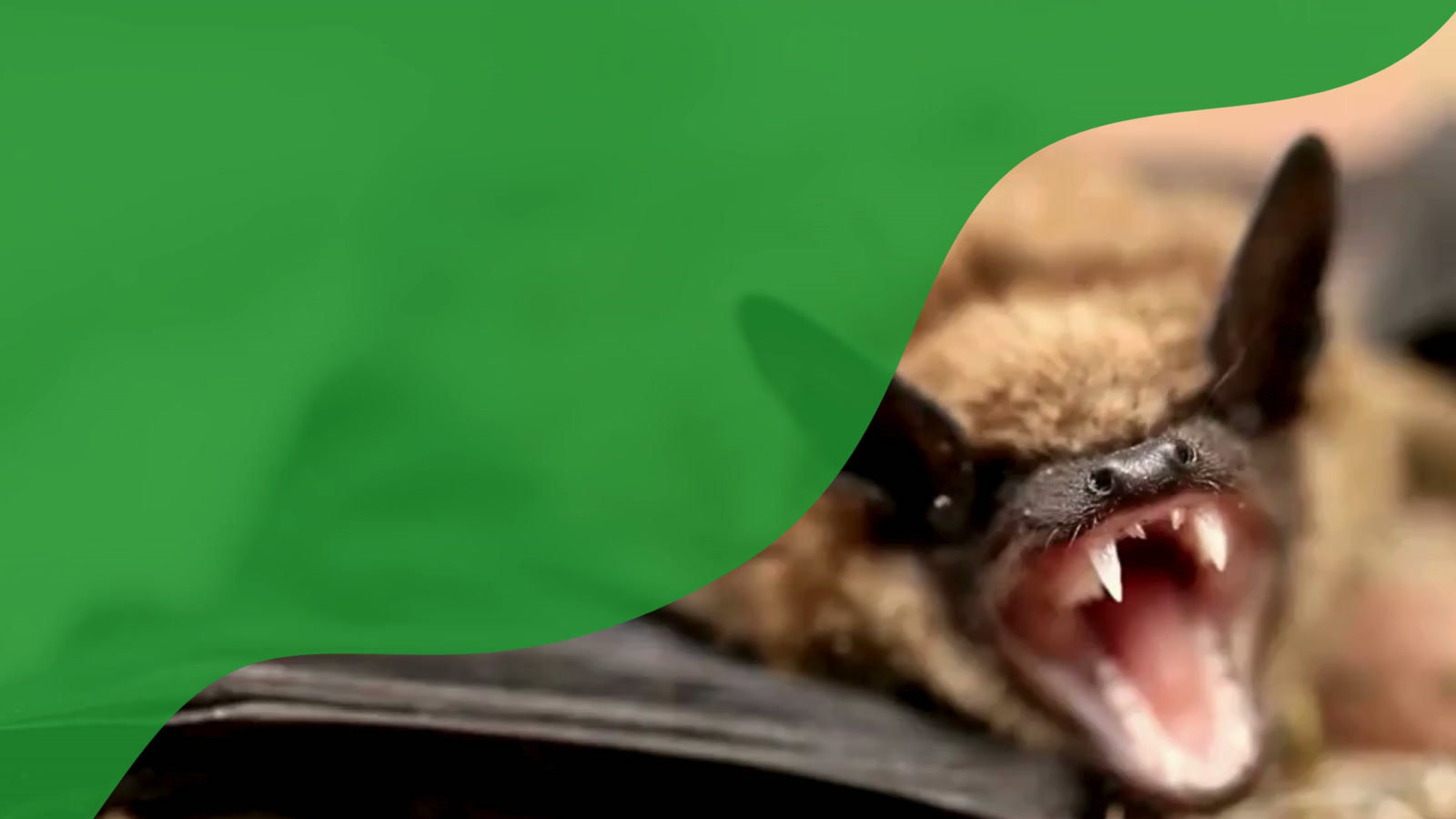 Humane bat removal experts at work protecting a home